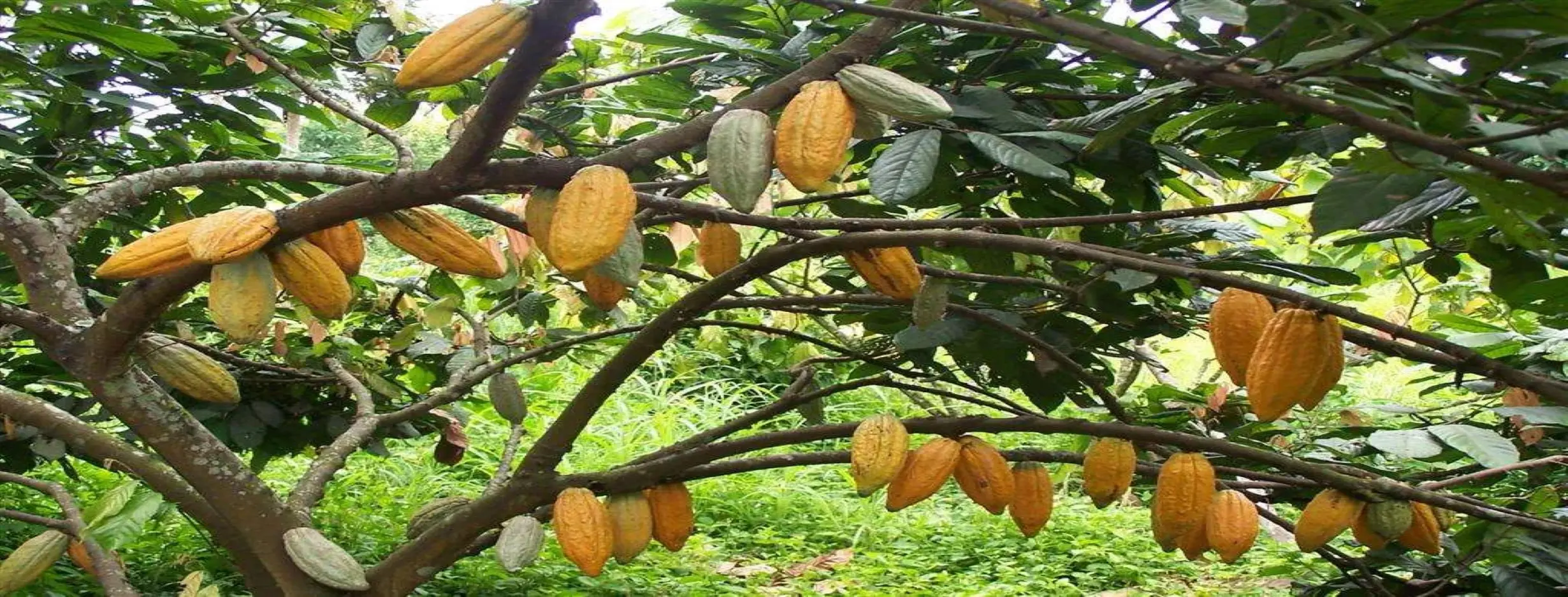 Image for Cocoa Plantation